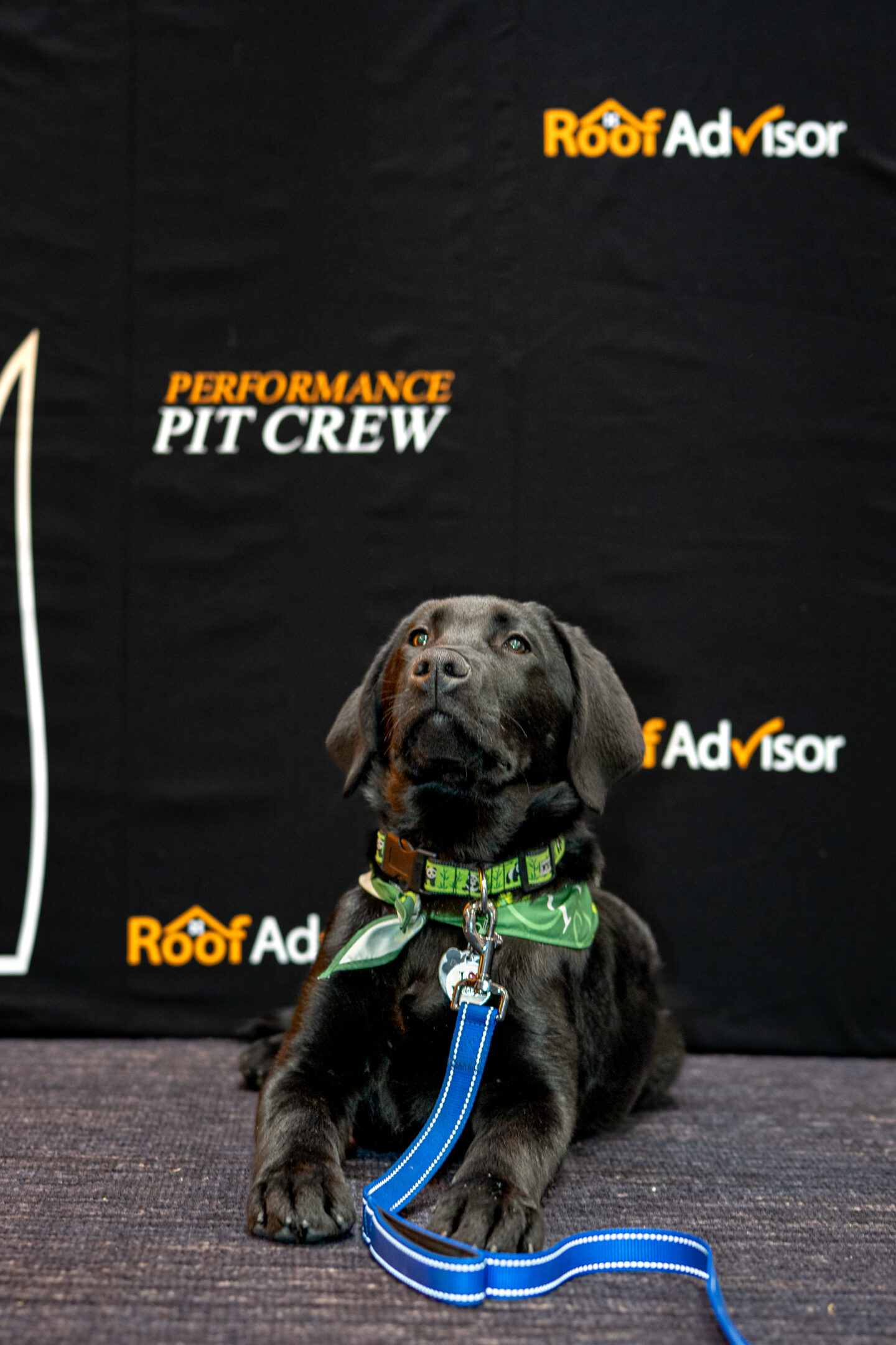 CAI2026024: Black Labrador puppy lying down with a green patterned collar and blue leash in front of a backdrop with 'Roof Advisor' logo.