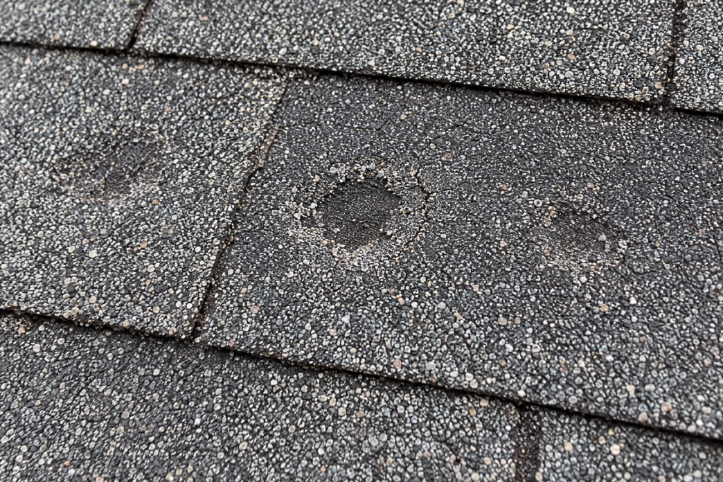 Hail damage on asphalt shingles in Southeast Michigan showing granule loss and impact marks.
