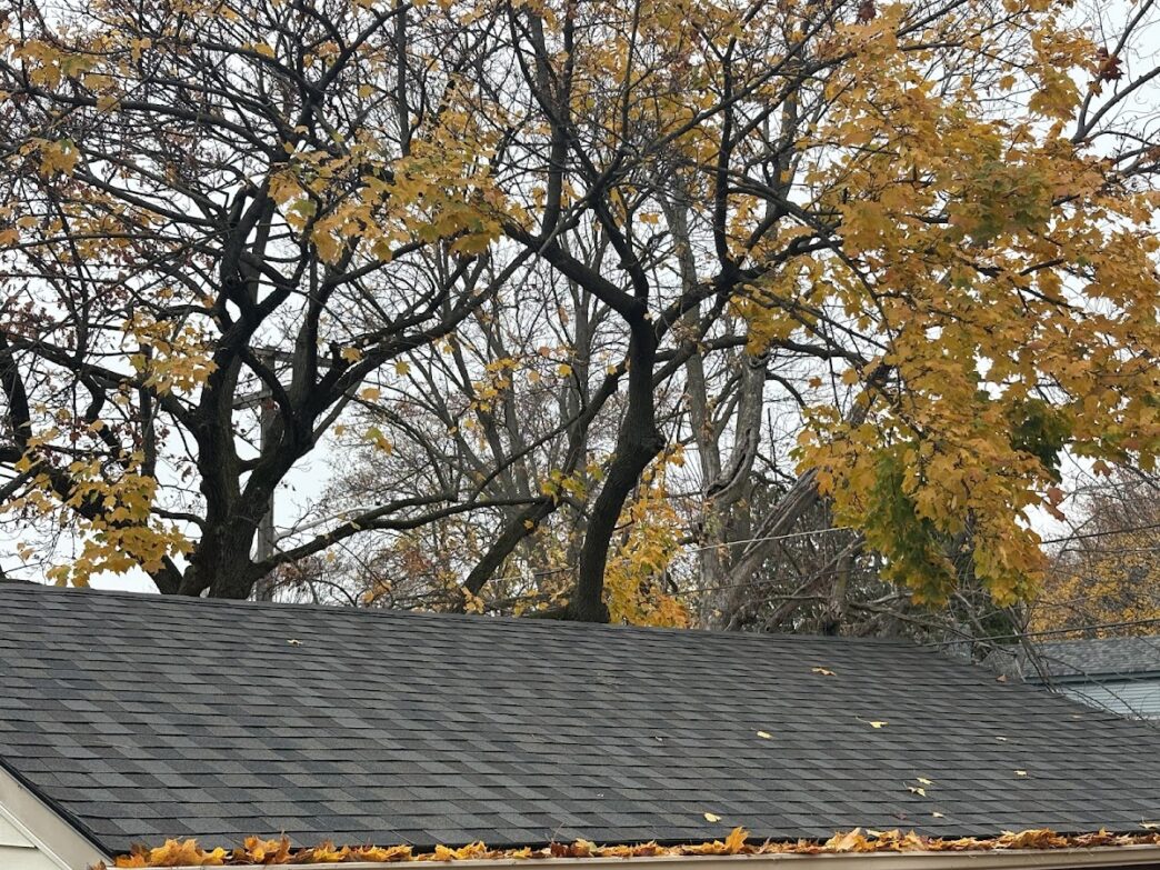5-Star Roofing by Leila A: Asphalt shingle roof with fallen autumn leaves, viewed under trees with yellow foliage. Roofing-1.jpg showcases quality roofing.